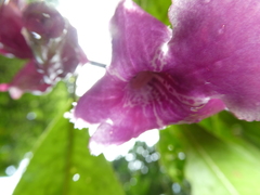 Drymonia conchocalyx