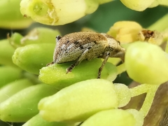 Peritelini