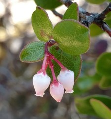 Arctostaphylos nummularia