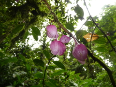 Drymonia conchocalyx