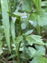 Cardamine breweri orbicularis