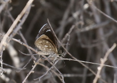 Hesperopsis libya