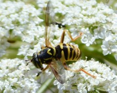 Spilomyia