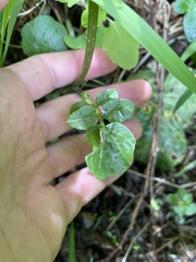 Cardamine breweri orbicularis