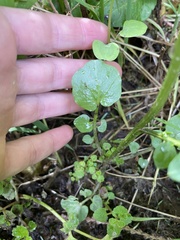 Cardamine breweri orbicularis