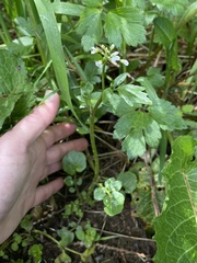 Cardamine breweri orbicularis