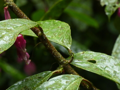 Drymonia conchocalyx