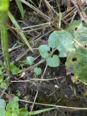 Cardamine breweri orbicularis