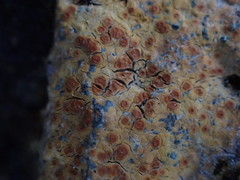 Ionaspis lacustris