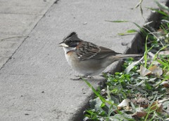 Zonotrichia capensis