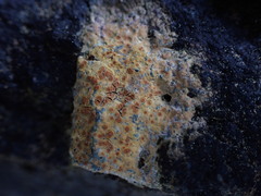 Ionaspis lacustris