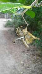 Schistocerca impleta