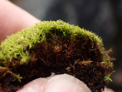 Anoectangium aestivum