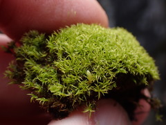 Anoectangium aestivum