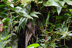 Peperomia lanceolata