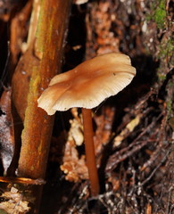 Lentinellus tasmanicus