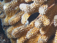 Pycnochromis margaritifer