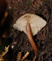 Lentinellus tasmanicus