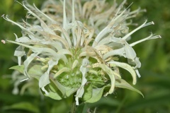 Monarda luteola