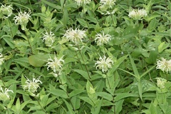 Monarda luteola