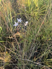 Asclepias feayi image