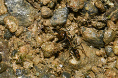 Neoponera aenescens