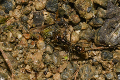 Neoponera aenescens