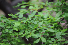 Nothofagus macrocarpa