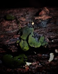 Chlorencoelia versiformis