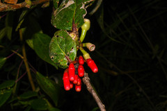 Macleania coccoloboides