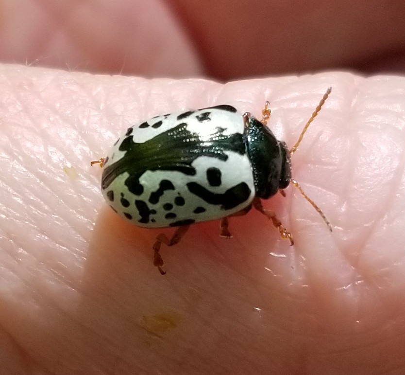 Calligrapha scalaris (J.E.LeConte, 1824)