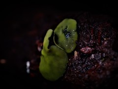 Chlorencoelia versiformis