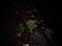 Chlorencoelia versiformis