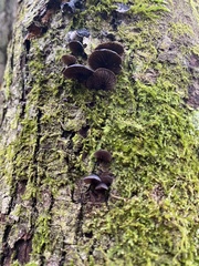 Resupinatus alboniger