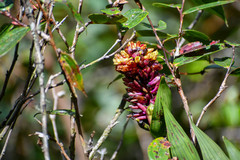 Elleanthus myrosmatis