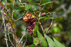 Elleanthus myrosmatis