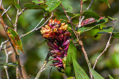 Elleanthus myrosmatis