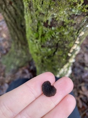 Resupinatus alboniger