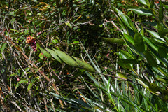 Elleanthus myrosmatis