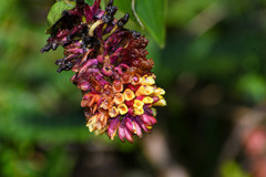 Elleanthus myrosmatis