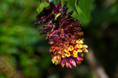 Elleanthus myrosmatis