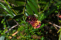 Elleanthus myrosmatis