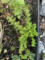 Pilea microphylla image