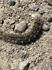 Malacosoma constricta