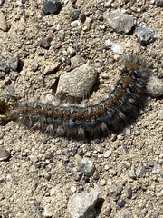 Malacosoma constricta