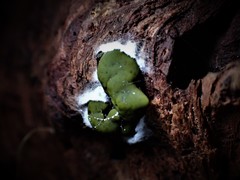 Chlorencoelia versiformis