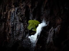 Chlorencoelia versiformis