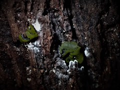 Chlorencoelia versiformis