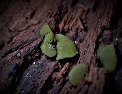 Chlorencoelia versiformis