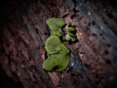 Chlorencoelia versiformis